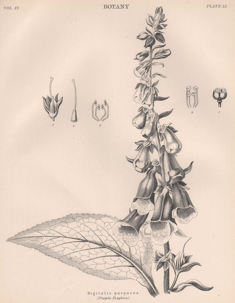 Digitalis Purpurea (Purple Foxglove) 1898 old antique vintage print picture